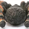 Schleich Wild Life Tarantula Fashion